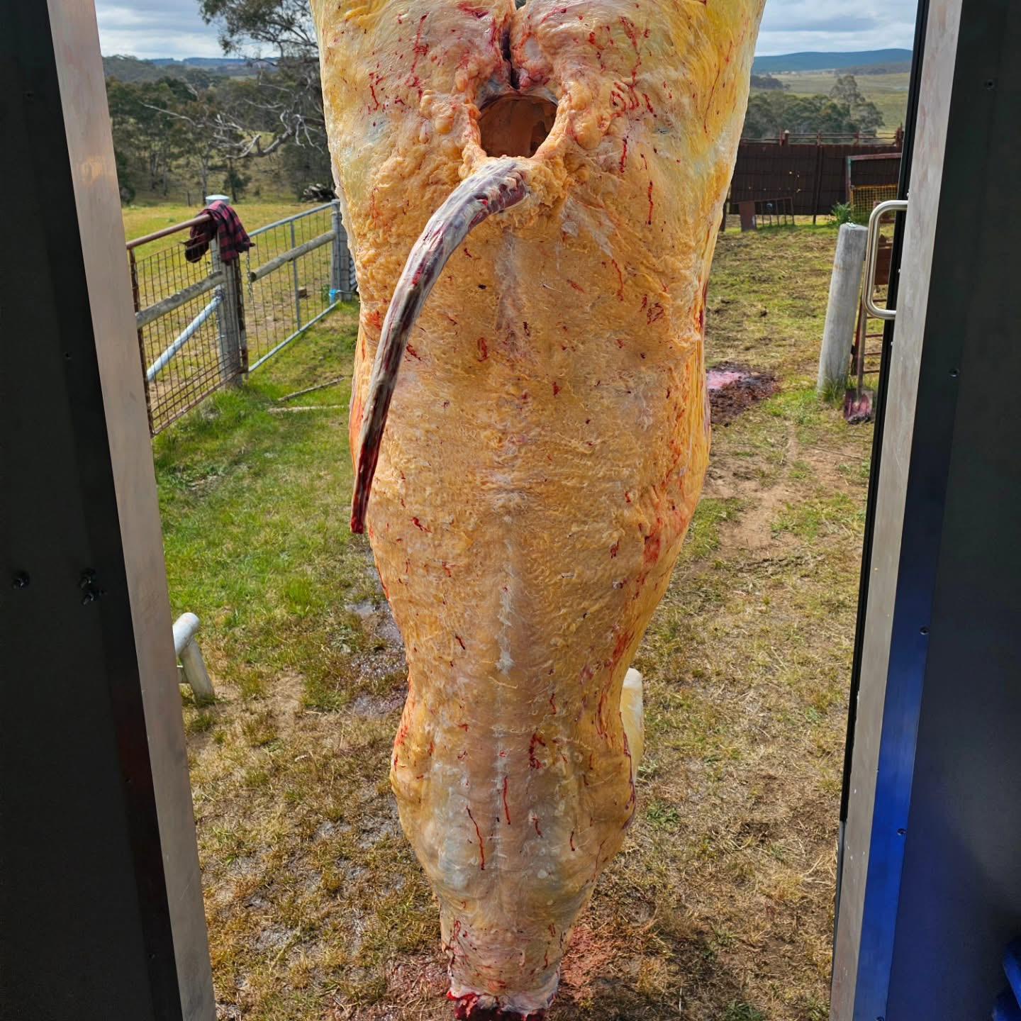 Is it cheaper to buy half a cow